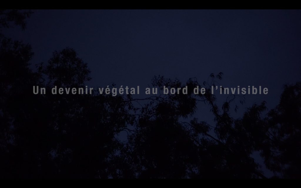 un devenir végétal au bord de l’invisible film Rayol documentaire artiste Guillaume LOISEAU